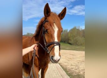 German Sport Horse, Gelding, 4 years, 16.2 hh, Chestnut-Red