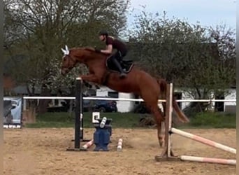 German Sport Horse, Gelding, 4 years, 16.2 hh, Chestnut-Red