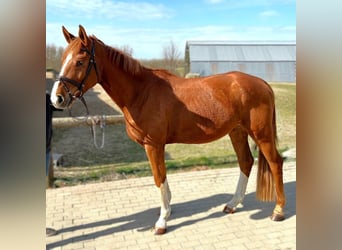 German Sport Horse, Gelding, 4 years, 16.2 hh, Chestnut-Red