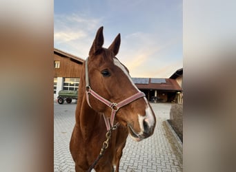 German Sport Horse, Gelding, 4 years, 16.2 hh, Chestnut-Red