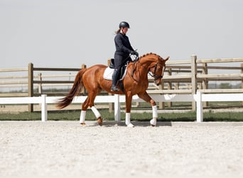 German Sport Horse, Gelding, 4 years, 16.2 hh, Chestnut-Red