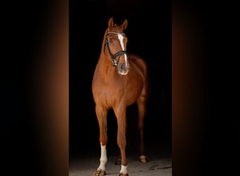 German Sport Horse, Gelding, 4 years, 16.2 hh, Chestnut-Red