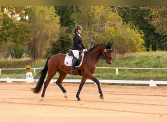 German Sport Horse, Gelding, 4 years, 16.2 hh