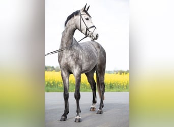 German Sport Horse, Gelding, 4 years, 16.2 hh, Gray