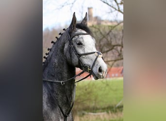 German Sport Horse, Gelding, 4 years, 16.2 hh, Grey