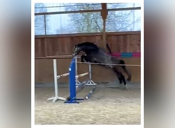 German Sport Horse, Gelding, 4 years, 16.2 hh, Grey