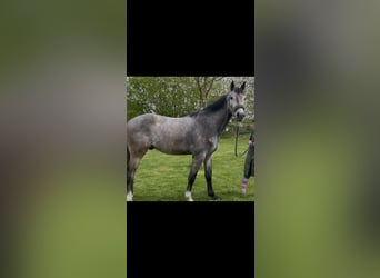 German Sport Horse, Gelding, 4 years, 16.2 hh, Grey