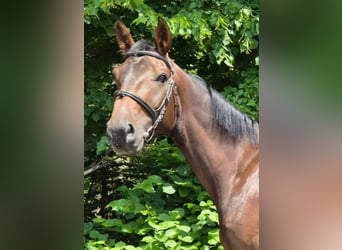 German Sport Horse, Gelding, 4 years, 16.2 hh
