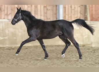 German Sport Horse, Gelding, 4 years, 16,2 hh, Smoky-Black