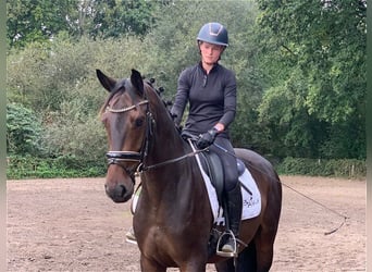 German Sport Horse, Gelding, 4 years, 16,3 hh, Bay-Dark