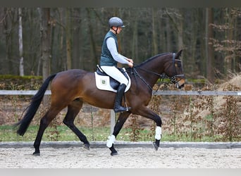 German Sport Horse, Gelding, 4 years, 16.3 hh, Bay-Dark