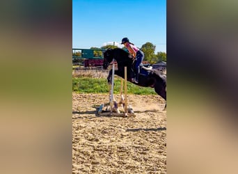 German Sport Horse, Gelding, 4 years, 16.3 hh, Black