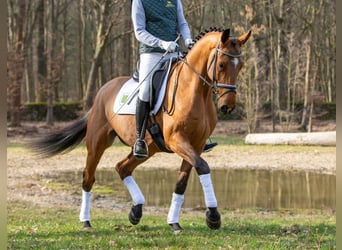 German Sport Horse, Gelding, 4 years, 16.3 hh, Brown