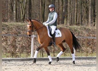 German Sport Horse, Gelding, 4 years, 16.3 hh, Brown
