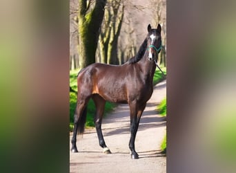 German Sport Horse, Gelding, 4 years, 16.3 hh, Brown