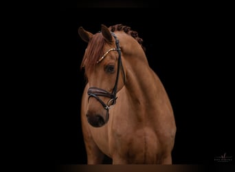 German Sport Horse, Gelding, 4 years, 16,3 hh, Chestnut-Red