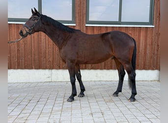 German Sport Horse, Gelding, 4 years, 16.3 hh, Smoky-Black
