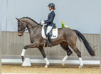 German Sport Horse, Gelding, 4 years, 16.3 hh, Smoky-Black
