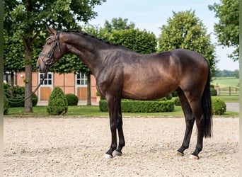 German Sport Horse, Gelding, 4 years, 16 hh, Bay-Dark
