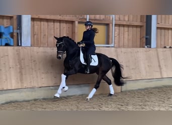 German Sport Horse, Gelding, 4 years, 16 hh, Bay-Dark