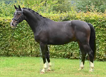 German Sport Horse, Gelding, 4 years, 16 hh, Bay-Dark