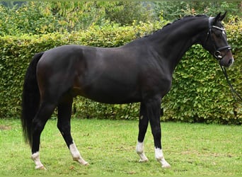 German Sport Horse, Gelding, 4 years, 16 hh, Bay-Dark