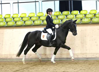 German Sport Horse, Gelding, 4 years, 16 hh, Bay-Dark