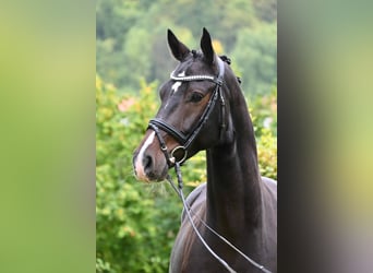 German Sport Horse, Gelding, 4 years, 16 hh, Bay-Dark