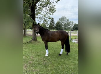 German Sport Horse, Gelding, 4 years, 16 hh, Bay-Dark