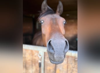 German Sport Horse, Gelding, 4 years, 16 hh, Bay-Dark