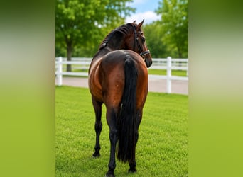 German Sport Horse, Gelding, 4 years, 16 hh, Bay-Dark