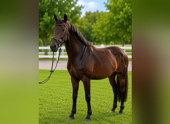 German Sport Horse, Gelding, 4 years, 16 hh, Bay-Dark