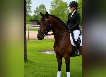 German Sport Horse, Gelding, 4 years, 16 hh, Bay-Dark