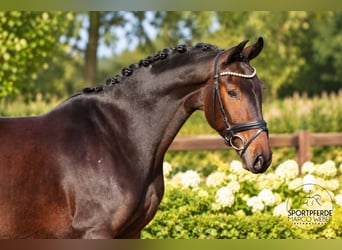 German Sport Horse, Gelding, 4 years, 16 hh, Bay-Dark