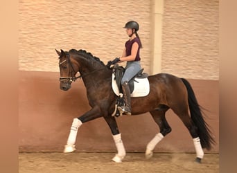 German Sport Horse, Gelding, 4 years, 16 hh, Bay-Dark