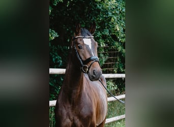 German Sport Horse, Gelding, 4 years, 16 hh, Bay-Dark