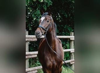German Sport Horse, Gelding, 4 years, 16 hh, Bay-Dark