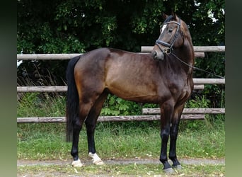 German Sport Horse, Gelding, 4 years, 16 hh, Bay-Dark
