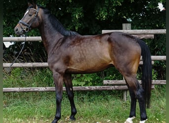 German Sport Horse, Gelding, 4 years, 16 hh, Bay-Dark