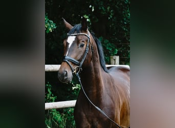 German Sport Horse, Gelding, 4 years, 16 hh, Bay-Dark