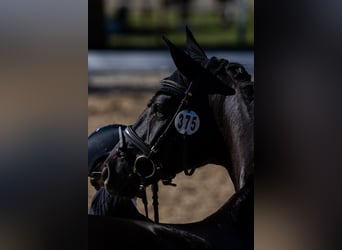 German Sport Horse, Gelding, 4 years, 16 hh, Black