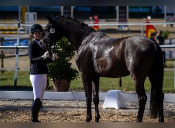 German Sport Horse, Gelding, 4 years, 16 hh, Black