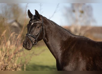 German Sport Horse, Gelding, 4 years, 16 hh, Black