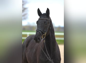 German Sport Horse, Gelding, 4 years, 16 hh, Black