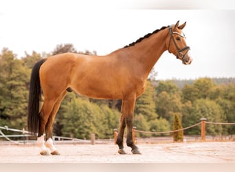 German Sport Horse, Gelding, 4 years, 16 hh, Brown