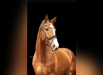 German Sport Horse, Gelding, 4 years, 16 hh, Brown