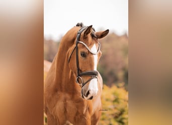 German Sport Horse, Gelding, 4 years, 16 hh, Brown