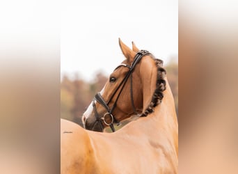 German Sport Horse, Gelding, 4 years, 16 hh, Brown