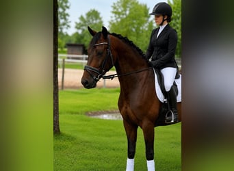 German Sport Horse, Gelding, 4 years, 16 hh, Brown