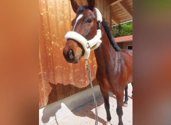 German Sport Horse, Gelding, 4 years, 16 hh, Brown